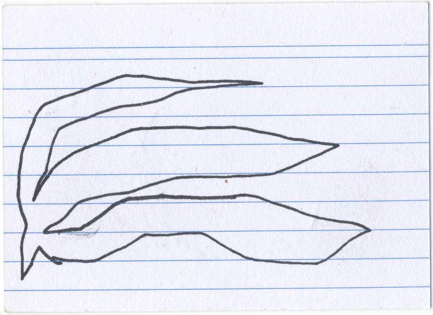 card recto